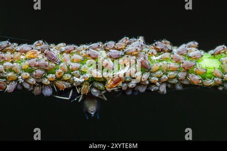 Nahaufnahme der Blattlaus. Es ist Insektenschädling auf Pflanze im Garten und schwarzem Hintergrund, Makrofotografie und selektiver Fokus. Stockfoto