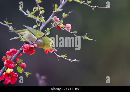 Japanisches weißes Auge, auch bekannt als wirbelndes weißes Auge (Zosterops japonicus) in einem Park in Kanagawa, Japan. Stockfoto