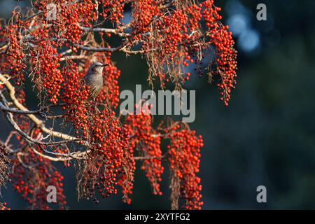 Braunohrige Bulbul-Vögel (Hypsipetes amaurotis) ernähren sich von Beeren in einem Baum in einem Park in Kanagawa, Japan Stockfoto