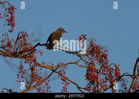 Braunohrige Bulbul-Vögel (Hypsipetes amaurotis) ernähren sich von Beeren in einem Baum in einem Park in Kanagawa, Japan. Stockfoto