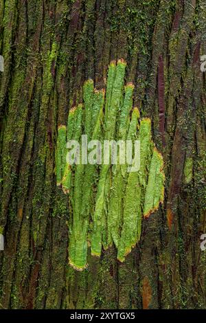 Muster in der Natur Stockfoto