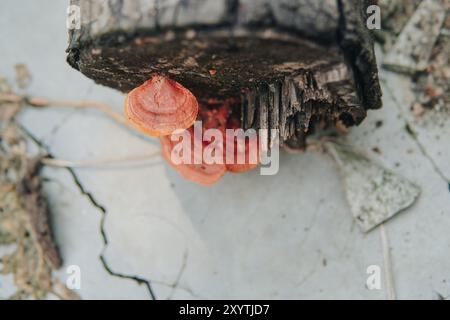 Ein Baumstamm mit Klammerpilz oder Polyporpilzen, die darauf wachsen. Der Stamm liegt auf einer Betonoberfläche. Stockfoto