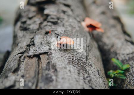 Ein Baumstamm mit Klammerpilz oder Polyporpilzen, die darauf wachsen. Der Stamm liegt auf einer Betonoberfläche. Stockfoto