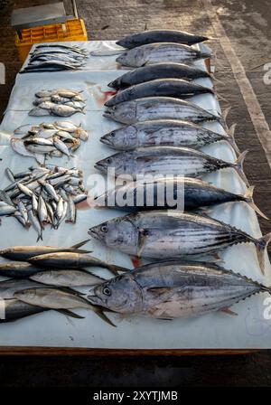 Eine Vielzahl von frisch gefangenem Fisch, einschließlich Bonito Thunfisch (rechts), zum Verkauf auf dem Negombo Fish Market an der Westküste Sri Lankas. Stockfoto