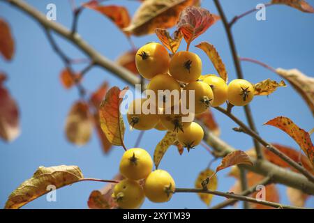 Krabbenapfel am Herbsttag umgeben von leuchtenden gelben und braunen Blättern. Malus sylvestris, Krabbenapfel oder europäischer Wildapfel Stockfoto