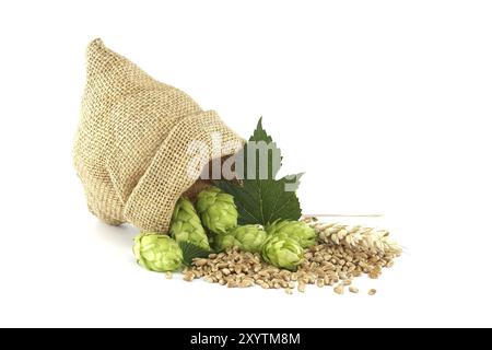 Beutel voller Hopfen und Weizen isoliert auf weißem Hintergrund, wichtige Zutaten in der Lebensmittel- und Getränkeherstellung, insbesondere beim Brauen von Bier Stockfoto