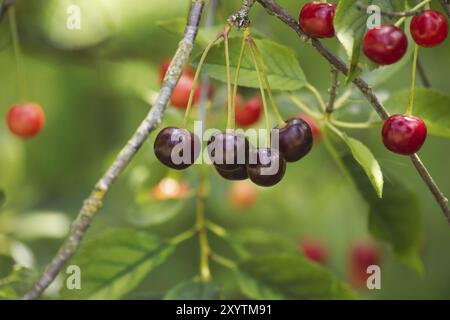 Helle rote Kirschschschschwärme in verschiedenen Reifungsstadien, die am Ast eines Obstbaums hängen Stockfoto