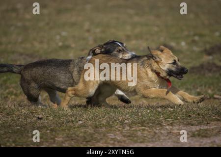 Zwei Hunde spielen wild auf einer Hundewiese, einer ist ein deutscher Schäferhund und der andere eine Dackel/Terrier-Mischung Stockfoto