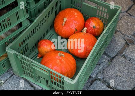 Coburg, Deutschland. 31. August 2024. Kürbisse liegen in einer Kiste an einem Marktstand. Am 1. September beginnt der meteorologische Fall. Die Sonne ist schon tief am Himmel und die ersten welkenden Blätter kündigen den Herbst an. Quelle: Daniel Vogl/dpa/Alamy Live News Stockfoto