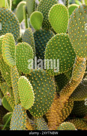 Detail der Kaktus mit Dornen, Farben und Texturen Stockfoto