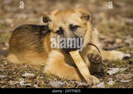 Ein 20 Wochen alter Schäferhund nagt an einem Stock Stockfoto