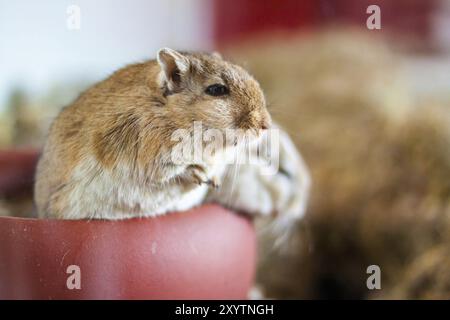 Mongolische Gerbils (Meriones) im Terrarium Stockfoto