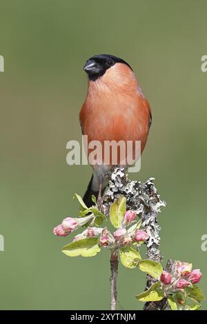 Eurasischer Bullfink (Pyrrhula pyrrhula), männlich sitzend auf einem Ast mit Apfelblüten (Malus domestica), Wilnsdorf, Nordrhein-Westfalen, Deutschland, EUR Stockfoto