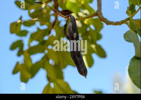 Johannisbrotschoten am Baum Stockfoto