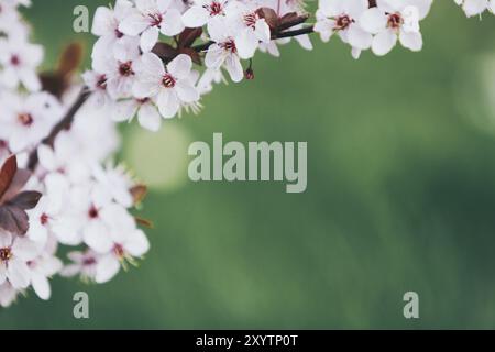 Wunderschöner blühender Kirschbaum Stockfoto