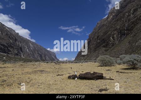 Foto einer toten Kuh auf dem Santa Cruz Trek in Peru Stockfoto