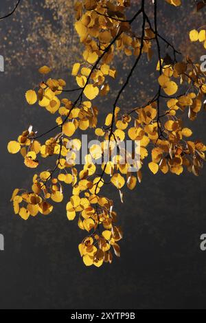 Beben in Herbstfarben, Aspen Stockfoto