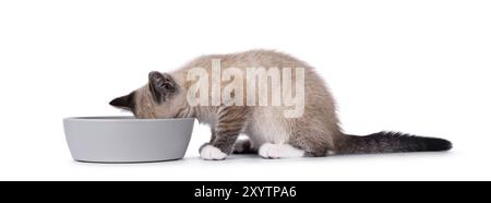 Ausdrucksstarkes Hauskatzenkätzchen mit Tabby-Punktmuster, seitlich neben grauer Futterschale. Kopf in Schüssel. Isoliert auf weißem Hintergrund. Stockfoto