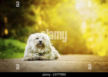 Kleine weiße Havanese liegt auf einem Waldweg und wird von der Sonne beleuchtet Stockfoto