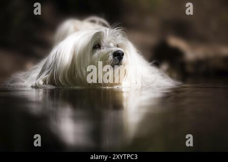 Der kleine Havanese kühlt sich ab Stockfoto