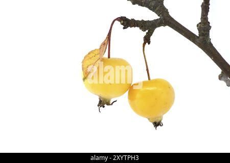 Zweig mit Krabbenapfelfrüchten und gelblichen Blättern isoliert auf weißem Hintergrund. Malus sylvestris, Europäischer Krabbenapfel, auch bekannt als die europäische Wildnis Stockfoto