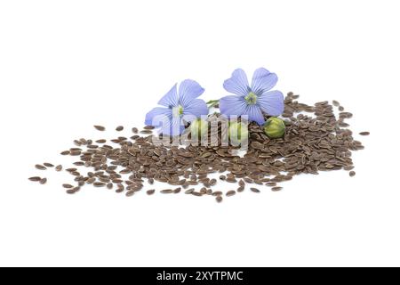 Blaufleinenblüte und Samen in Nahaufnahme isoliert auf weißem Hintergrund Stockfoto