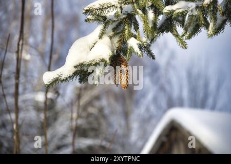 Ruhige Winterszene mit einem schneebedeckten Tannenzweig und einer Gruppe brauner Tannenzapfen Stockfoto