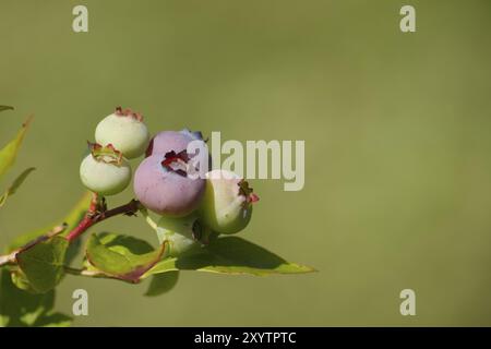 Reifung von Blaubeeren in einem Gebüsch im Freien bei Sommersonne in Nahaufnahme mit Kopierraum Stockfoto