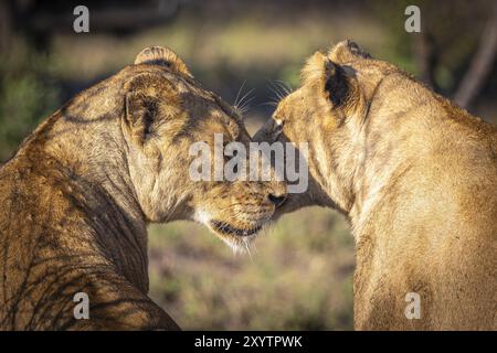 Weibliche Löweninnen (Panthera leo) kuscheln, Balule Plains, Südafrika, Afrika Stockfoto