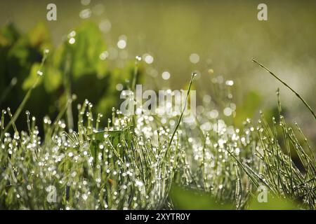 Nahaufnahme von Gras auf dem Feld, mit Wassertropfen, die über die Grashalme verstreut sind. Die Grashalme glitzern auf der Oberfläche. Die Tröpfchen o Stockfoto