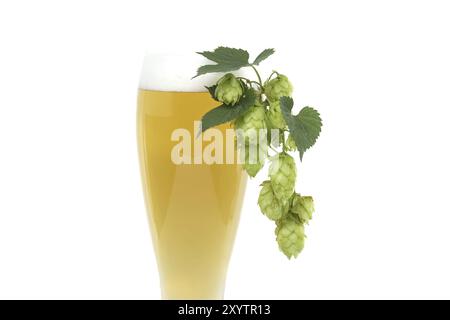 Schließen Sie ein Glas Bier mit Zweighopfkegeln auf weißem Hintergrund, Zutaten für das Bierbrauen Stockfoto