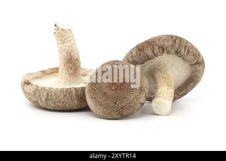 Shiitake-Pilze (Lentinula edodes), isoliert auf weißem Hintergrund. Heilkräuter und Pilze Stockfoto