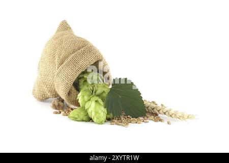 Beutel voller Hopfen und Weizen isoliert auf weißem Hintergrund, wichtige Zutaten in der Lebensmittel- und Getränkeherstellung, insbesondere beim Brauen von Bier Stockfoto