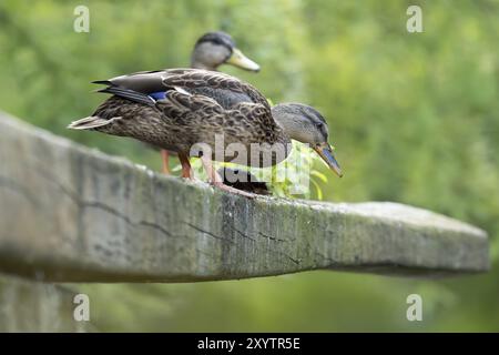 Stockenten (Anas platyrhynchos), weiblich, von unten fotografiert, auf einem Holzbalken stehend und nach unten blickend, Hintergrund unscharf grün, Dortmund, Deutschland Stockfoto