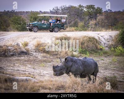 Weißes Nashorn (Ceratotherium simum) mit abgesägtem Horn in einer Höhle, Safarifahrzeug mit Touristen hinter, Anti-Wilderei, Balule Plains, Sou Stockfoto