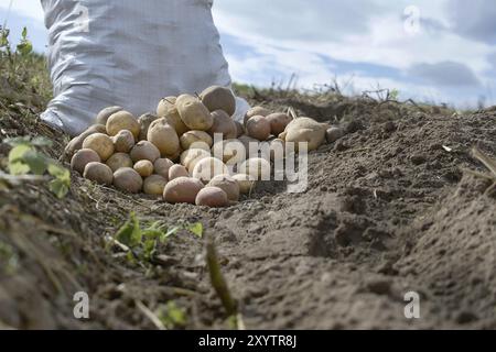 Neu gegraben Kartoffeln in einem Bio-Familie Bauernhof Feld, niedrigen Winkel Blick auf reiche braune Erde in einem Konzept des Lebensmittelanbaus Stockfoto