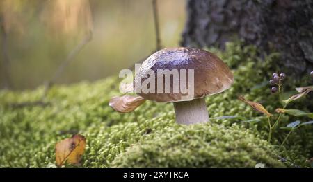 Penny Bun oder Boletus edulis, Papageienpilz, der in den Wäldern wächst, umgeben von Moos, Hintergrund besteht aus Bäumen und anderer Vegetation, essbar und kann b sein Stockfoto