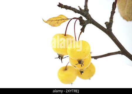 Zweig mit Krabbenapfelfrüchten und gelblichen Blättern isoliert auf weißem Hintergrund. Malus sylvestris, Europäischer Krabbenapfel, auch bekannt als die europäische Wildnis Stockfoto