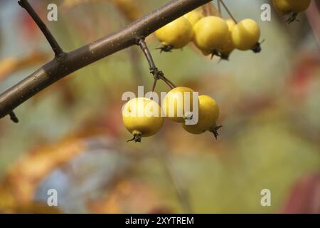 Nahaufnahme von Krabbenapfel an einem Herbsttag umgeben von leuchtenden gelben und braunen Blättern. Malus sylvestris, Krabbenapfel oder europäischer Wildapfel Stockfoto