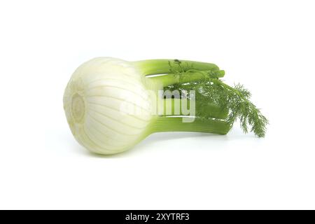 Ganze Fenchelzwiebeln überwiegend hellgelb, mit kontrastierenden Grüntönen an den Stielen und gefiederten Blättern isoliert auf weißem Hintergrund Stockfoto