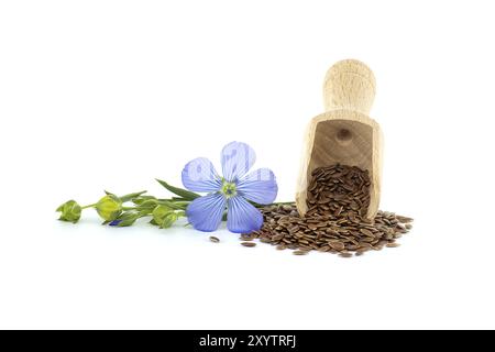 Holzlöffel gefüllt mit Leinsamen und einer einzelnen blauen Leinblume, isoliert auf weißem Hintergrund Stockfoto