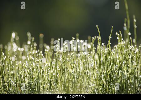 Schönheit der Natur am frühen Morgen erstrahlen die leuchtend grünen Grashalme von der hellen Morgensonne und die Tauftröpfchen auf den Klingen, Profi Stockfoto