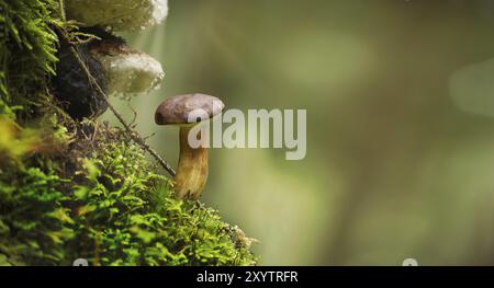 Imleria badia (Boletus badius) oder Bay Bolete Pilze, die auf einem grünen moosbedeckten Stumpf in einem niedrigen Blickwinkel wachsen, breites Banner mit Platz für Text Stockfoto