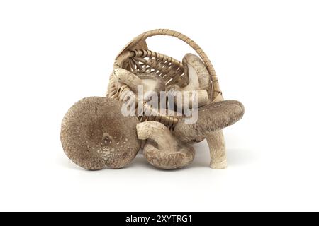 Shiitake-Pilze in geflochtenem Korb aus Weidenleder auf weißem Hintergrund. Lentinula edodes, Heilkräuter und Pilze Stockfoto