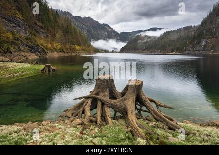 Der vordere Gosausee im Herbst mit Blick auf den Gasthof Gosausee. Zwei entwurzelte Baumstümpfe im Vordergrund. Bewölkter Himmel. Vorderer Gosausee, Gosau, Stockfoto