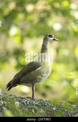 Ägyptische Gans (Alopochen aegyptiaca) stehend, nach rechts schauend, auf einem Kieselufer, Nahaufnahme, Profilansicht, Hintergrund hell sonnengrün, Blätter Stockfoto