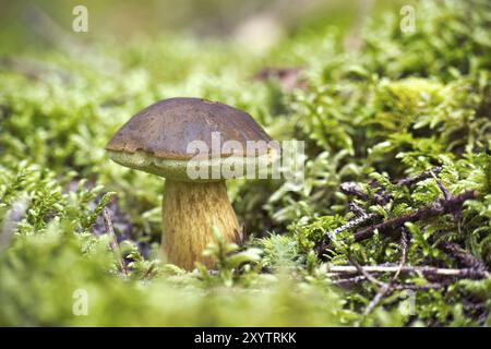 Wilde Pilze aus Imleria badia (Boletus badius), die auf üppigem grünen Moos in einem Wald wachsen, mit Blick aus dem niedrigen Winkel. Bay Bolete Stockfoto