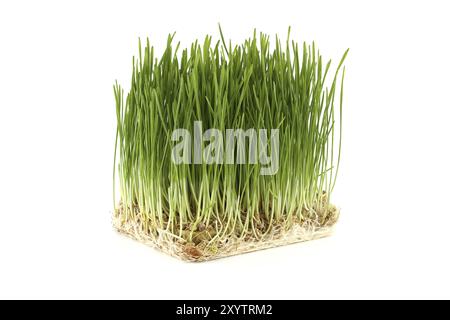 Lebendige, würfelförmige Netzschale mit frischem grünen Weizengras mit sichtbaren Wurzeln auf weißem Hintergrund Stockfoto