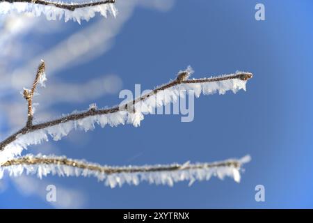 Nahaufnahme der kunstvoll vereisten Äste eines Baumes vor einem klaren, hellblauen Himmel. Die Zweige sind mit einer Vielzahl zarter Frostschrei geschmückt Stockfoto