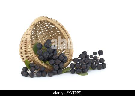 Aronia, allgemein bekannt als die Apfelbeere, mit Blättern. Frisch gepflückte, selbstgewachsene Aronia-Beeren isoliert auf weißem Hintergrund Stockfoto